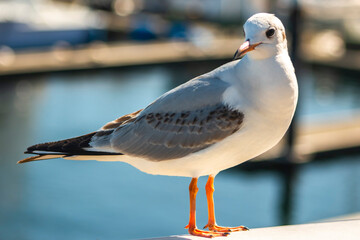 seagull on the beach