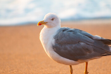 seagull on the beach