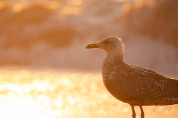 bird at sunset