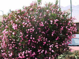 plantas rosa