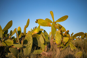 cactus in the desert