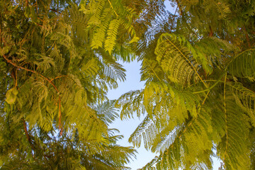 green leaves of the sky