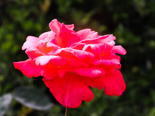 rosa linda
