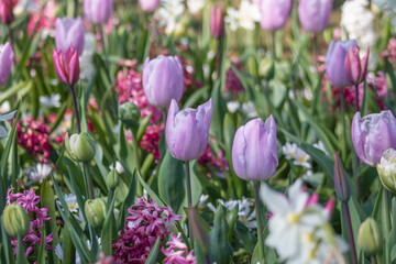 pink and white tulips