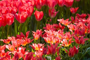 field of red tulips