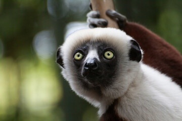 Gibbon