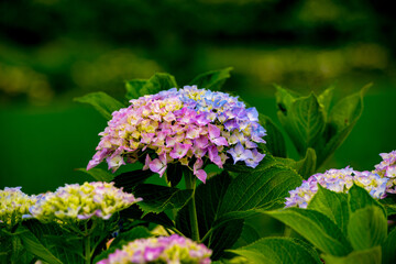 枝川内のアジサイ