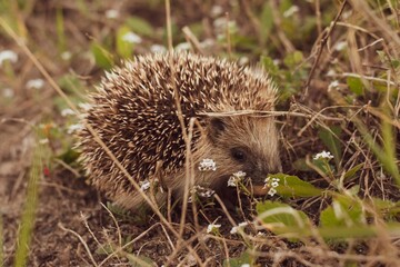 Adorable little hedgehog with sharp spikes on the ground
