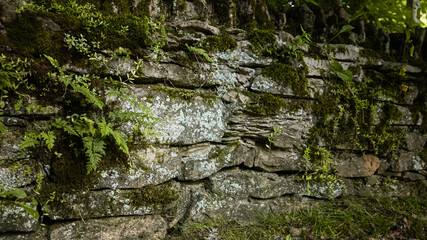Mossy wall