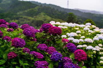 枝川内のアジサイ