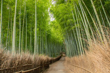京都　嵯峨野の朝の竹林