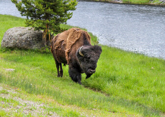 american bison in the grass along the riverside