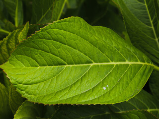 Obraz premium folhas verde