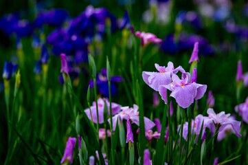 神楽女湖のハナショウブ