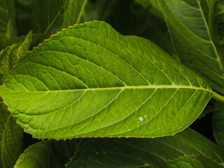 Details
sheets
green