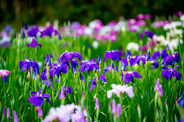 神楽女湖のハナショウブ