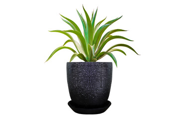 Vase decorate plants flowers rainy season green room hotel fresh interior beautiful wood tree floral wooden table office nature beadroom with work path.