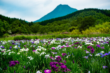神楽女湖のハナショウブ