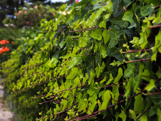 green leaves, folhas verdes