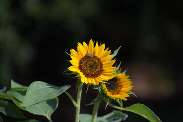 日陰を背景に撮影した、小さなヒマワリ