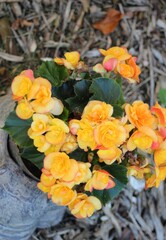 Yellow Begonia 