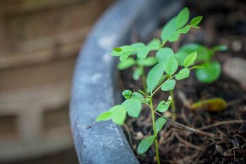 selective focus green small plant grow in the garden pot