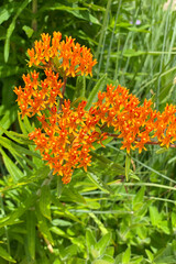 beautiful orange flowers against green natural background