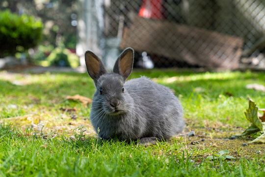 close up of one cute chubby grey bunny standing on the green grass field under the shade facing towards you while chewing food