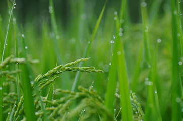 早朝の朝露に濡れる稲穂です