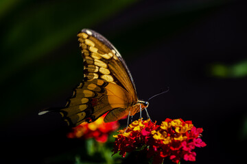 closeup of a butterfly on yellow and red flowers
