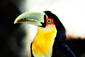 close up of colorful toucan