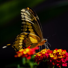 closeup of a butterfly on yellow and red flowers