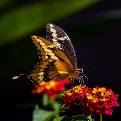 closeup of a butterfly on yellow and red flowers