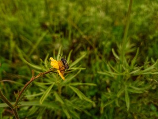 Insect sitting on a yellow flower with green background