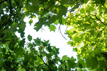 bottom to top view under the dense foliage of green tulip tree leaves with an opening in the middle to see the bright sky