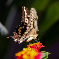 closeup of a butterfly on yellow and red flowers
