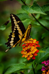 closeup of a butterfly on yellow and red flowers