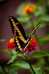 closeup of a butterfly on yellow and red flowers