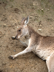 Fototapeta premium 毛づくろいをするカンガルー