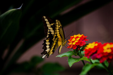 closeup of a butterfly on yellow and red flowers