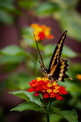 closeup of a butterfly on yellow and red flowers