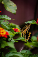 closeup of a butterfly on yellow and red flowers