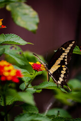 closeup of a butterfly on yellow and red flowers