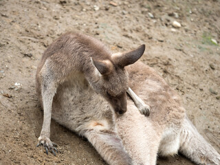 毛づくろいをするカンガルー