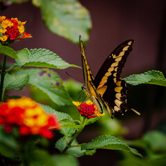 closeup of a butterfly on yellow and red flowers