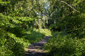 narrow walking trail inside forest with dense green bushes and foliage on both sides on a sunny day