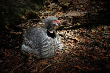 Southern Screamer Hatchling Nests in Forest Environment