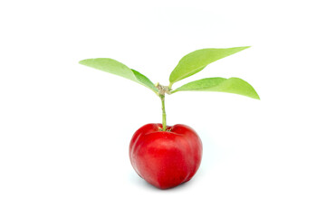 Juicy red cherry thai isolated on the white background.