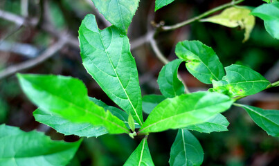 Rotheca serrata or blue fountain bush leaves on the tree.