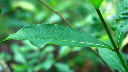 Rotheca serrata or blue fountain bush leaves on the tree.